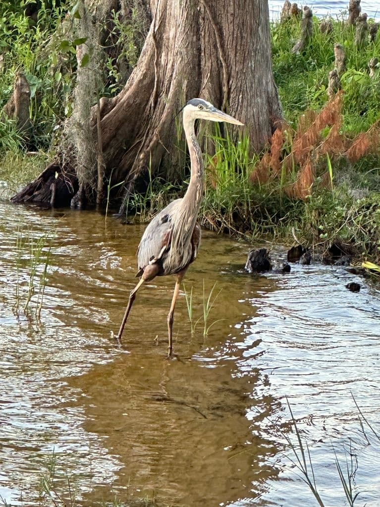 Eco Sightseeing Tour with Big 3 Charters in Crystal River
