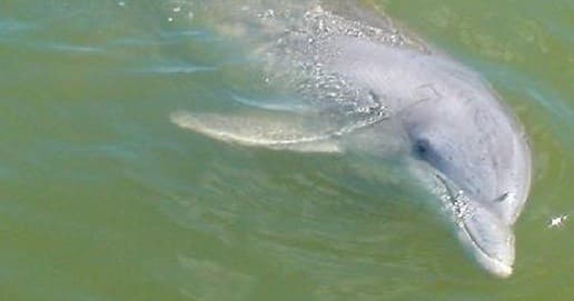 Spot Bottlenose Dolphins on a Private Hilton Head Island Cruise