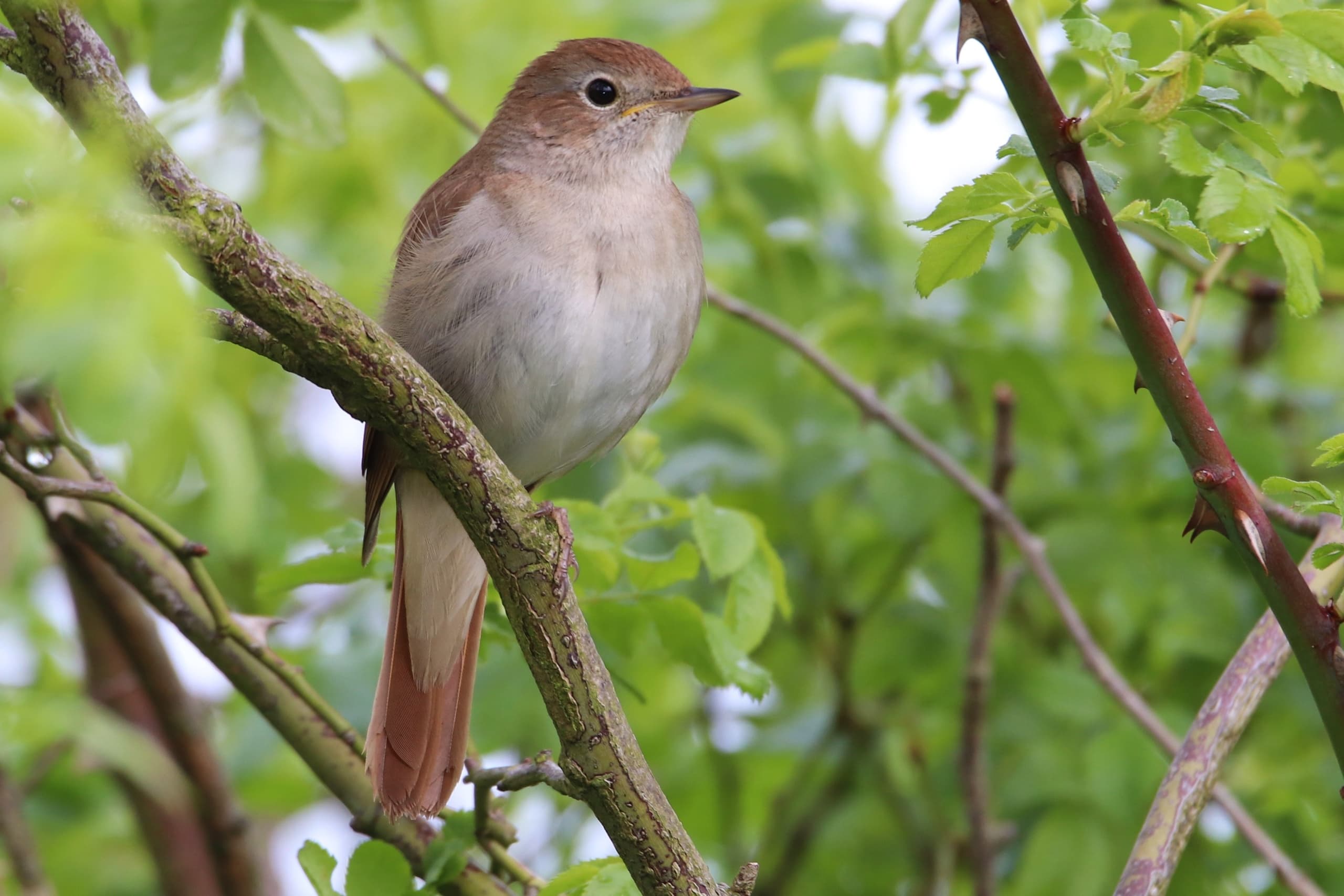 Evening Nightingale Walks at Parc Cwm Darran: Hear Kent’s Nocturnal Chorus