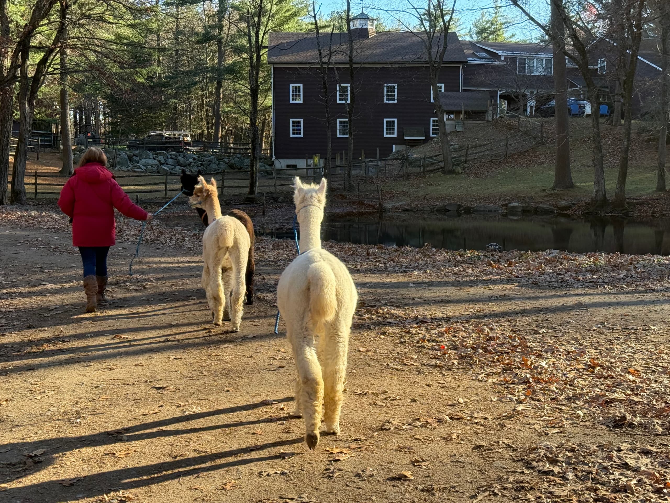 Alpaca Trail Treks in Georgetown, MA: 45-Minute Farm Walks & Animal Handling photo 4