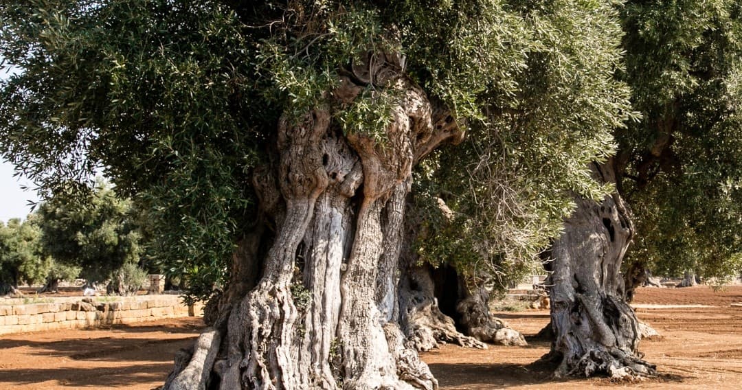 Olive Grove Tour in Montemor-o-Novo | Farm Experiences & Tours