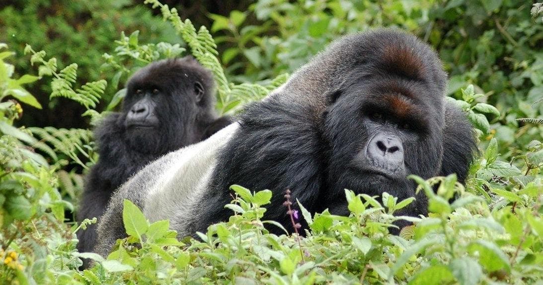 4-Day Bwindi Gorilla Safari with Kent Safari Tours, Uganda