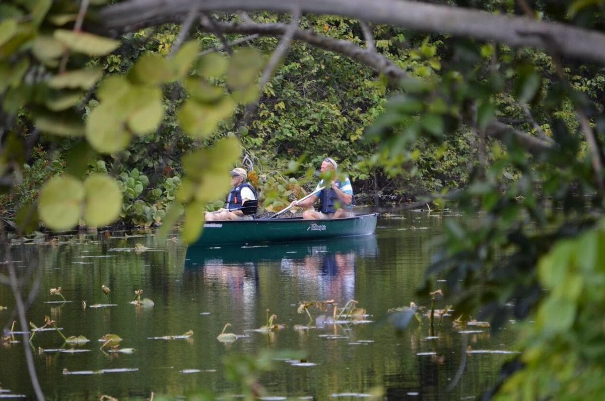 Canoe paddlers exploring calm mangrove-lined river or lake