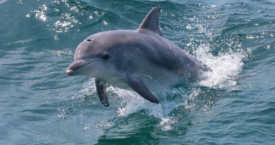 Dolphin leaping through clear blue Jervis Bay ocean waves