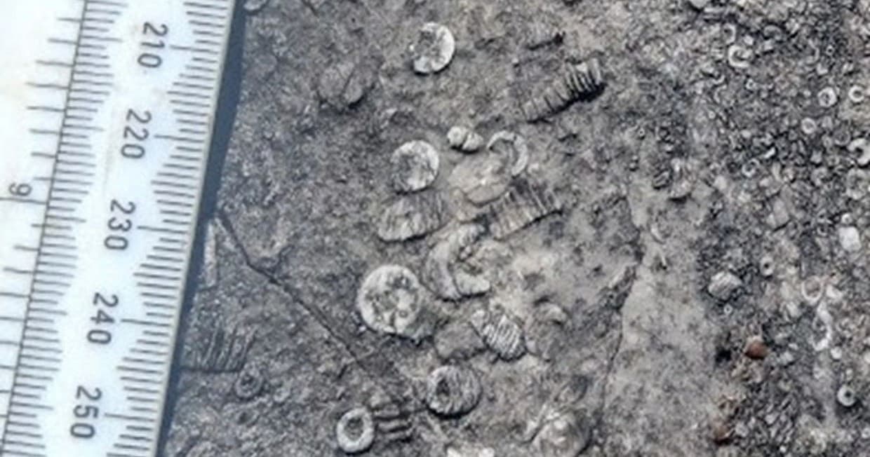 Explore Ancient Wonders: Fossil Hunting and Museum Tour in the Whetstone Mountains