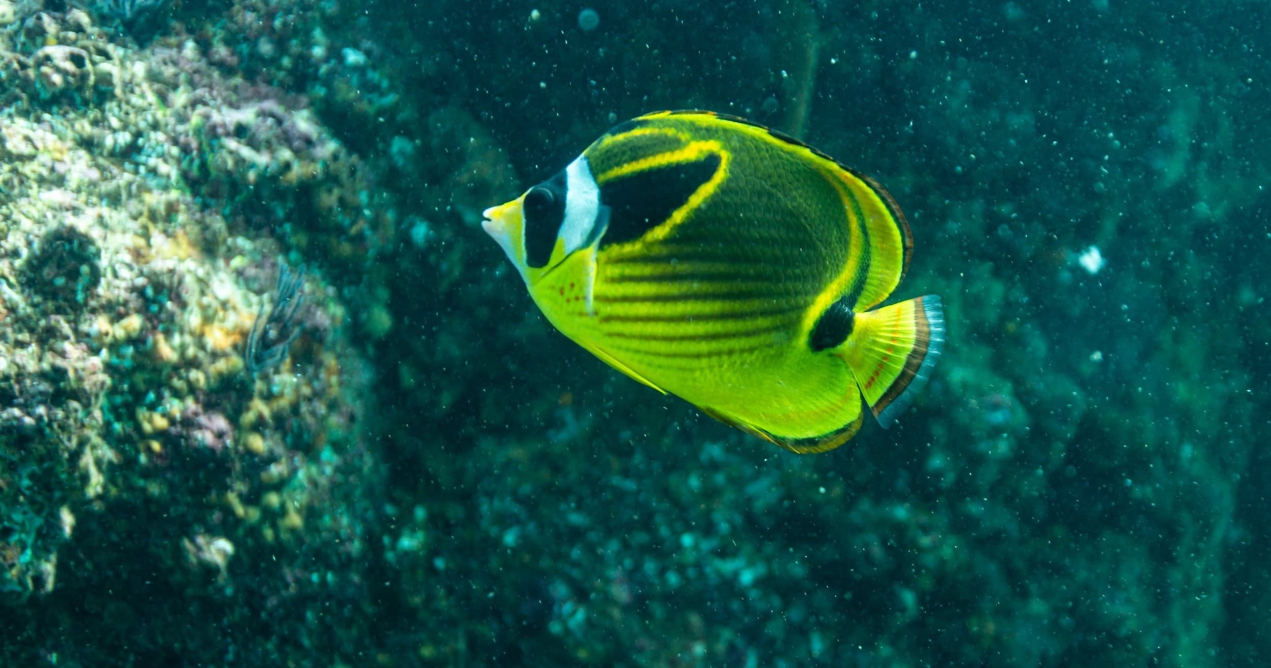 Diving the Cabo Marine Reserve: Two Dives into Sea of Cortez Canyons