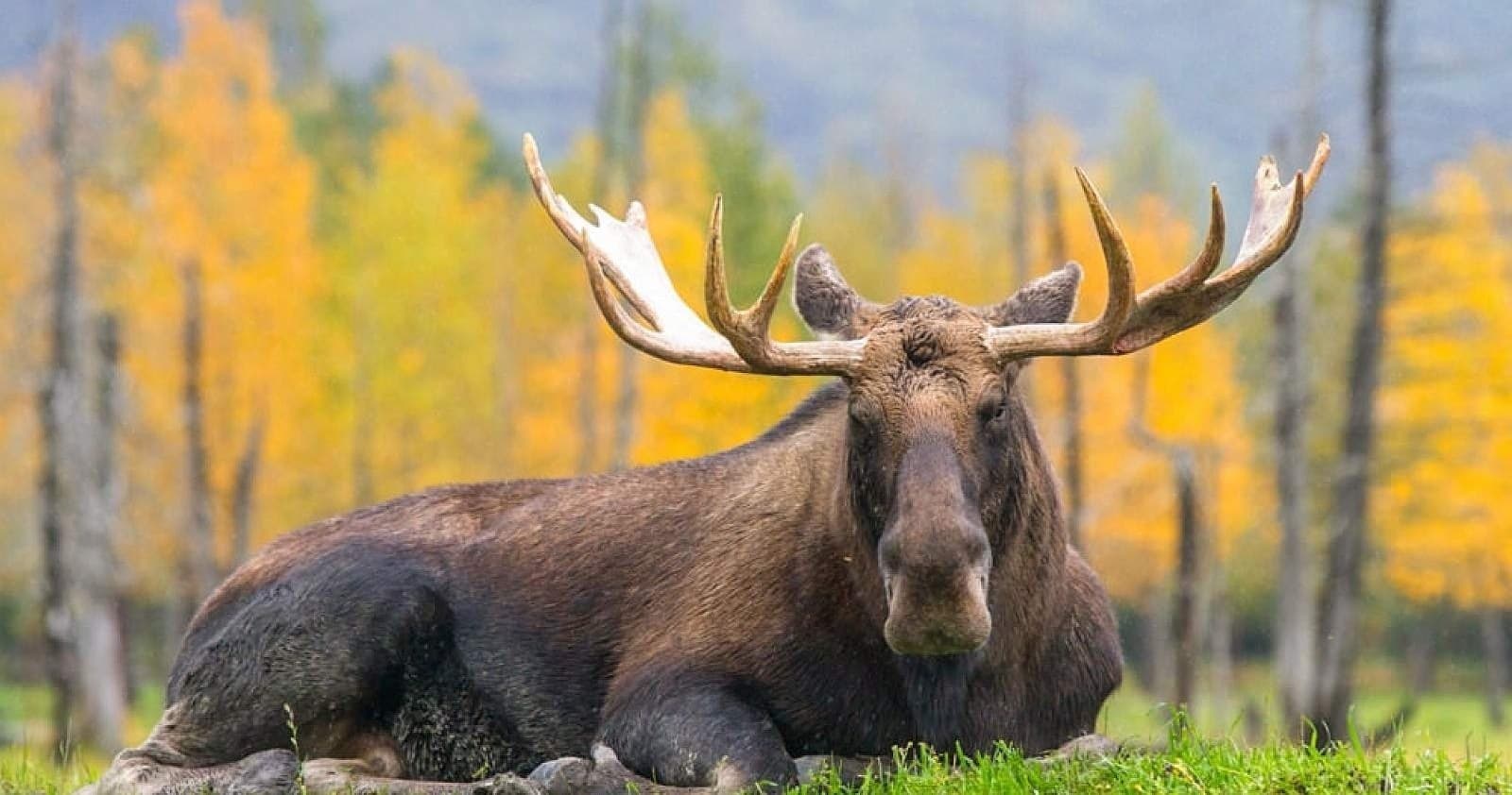 Denali Full Day Private Hike with Good Trip Adventures in Montana