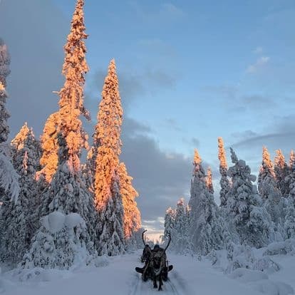 Snowmobile trail through sunlit snow-covered forest in Lapland