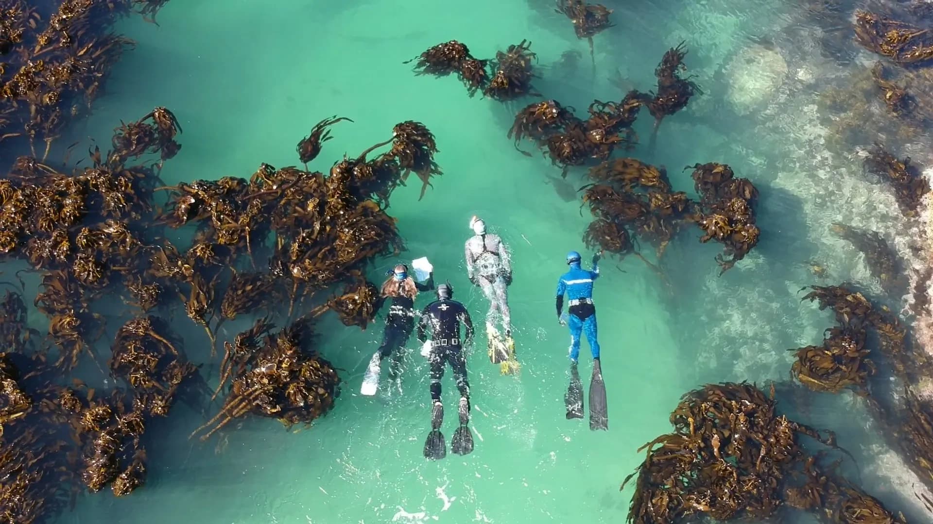 Monterey Bay Snorkel Tour with Bamboo Reef Scuba Diving