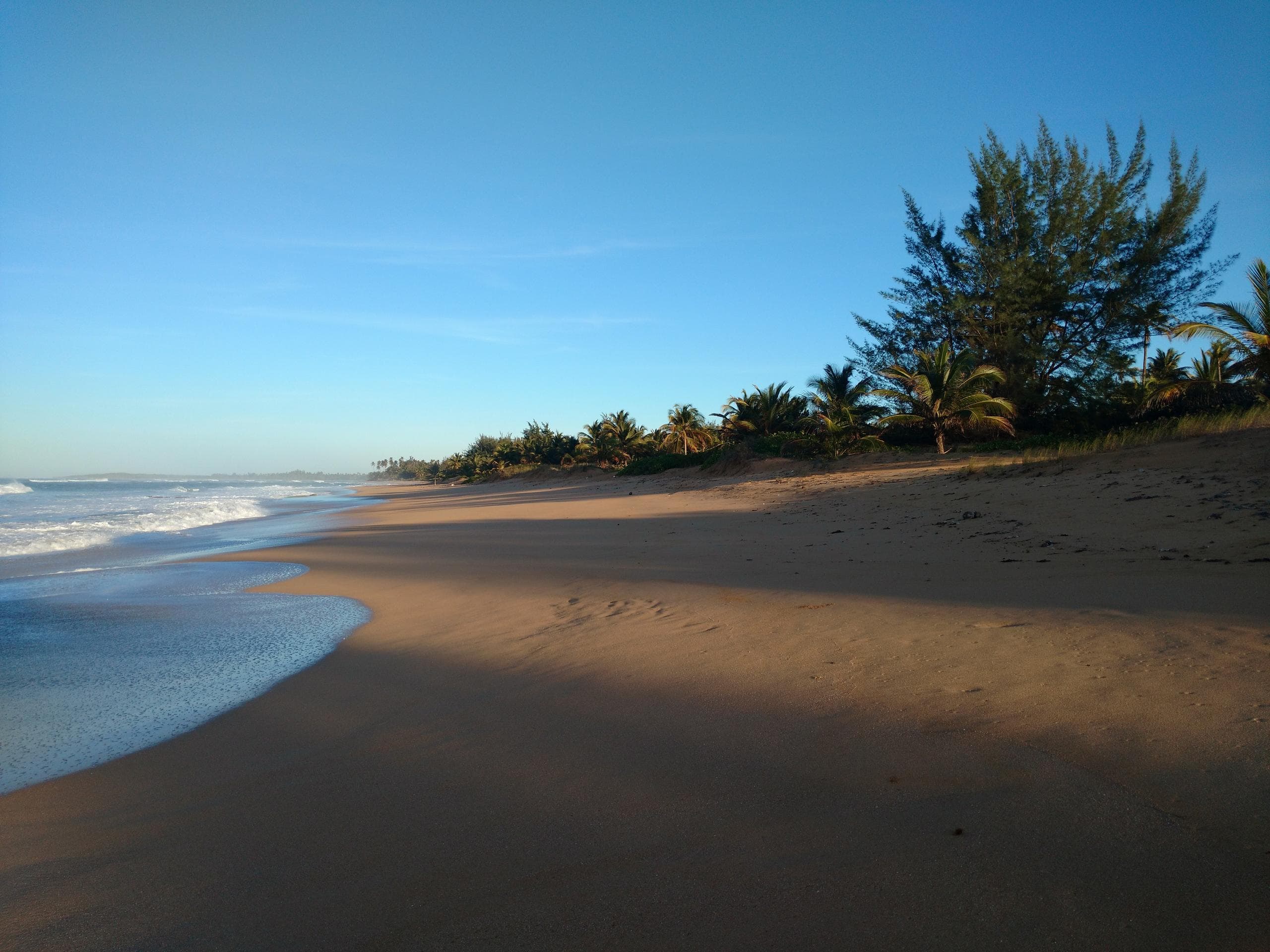 Sandy tropical beach at sunrise with palm trees and shoreline