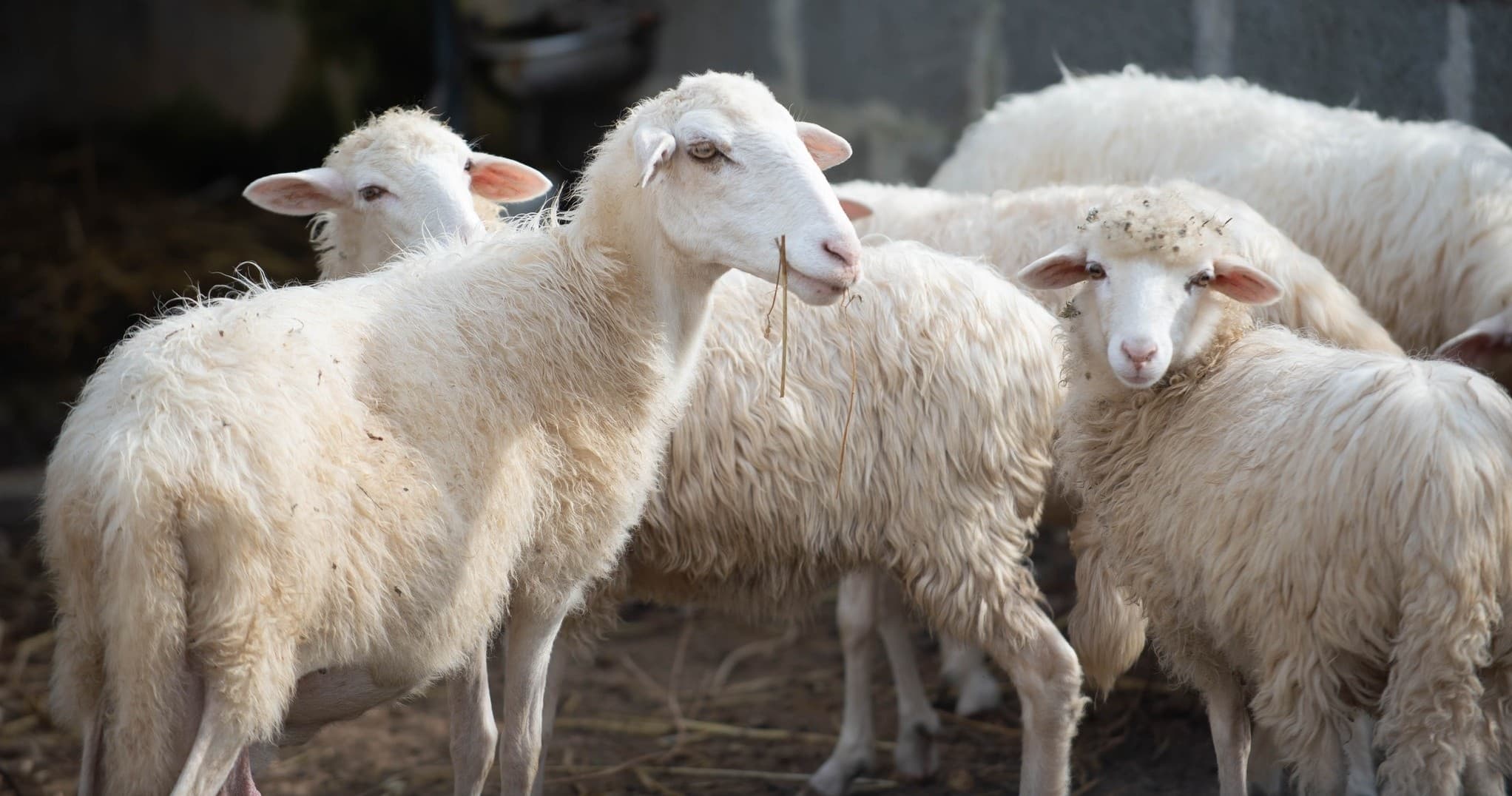 Wildlife & Farm Tour at Animal Farm Experience