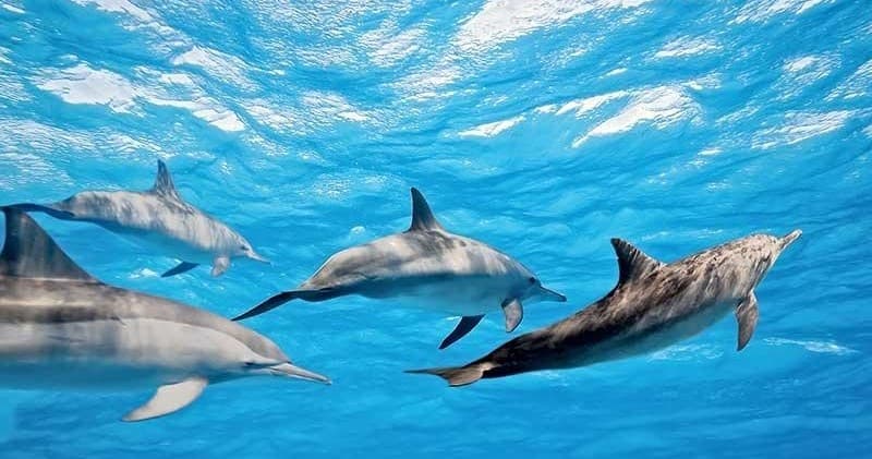 Private Snorkel Charter with The Magic Merman in Lahaina