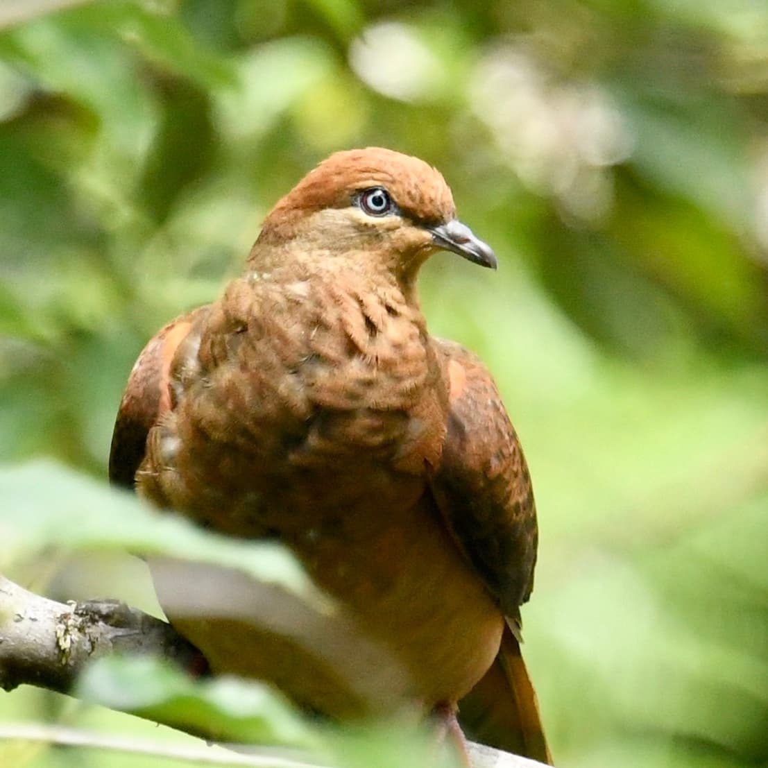 Royal National Park Birdwatching & Coastal Hiking NSW