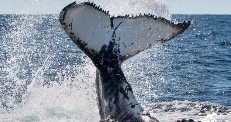 Wildlife & Whale Watching in Sydney with Whales Of Sydney Sea Safari