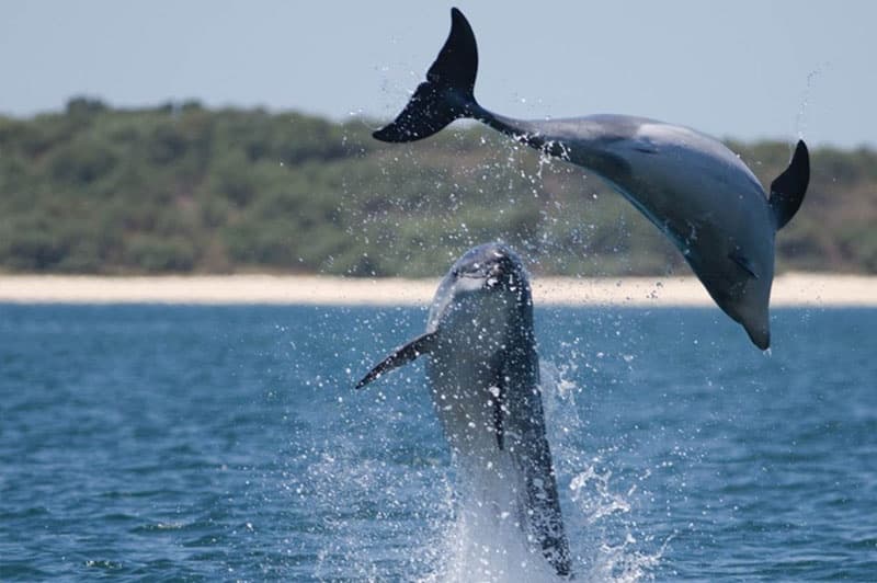 Wildlife & Boat Charters with Batnavó in Sado River