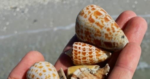 Hand holding spotted seashells on Gulf Coast sandy beach shore
