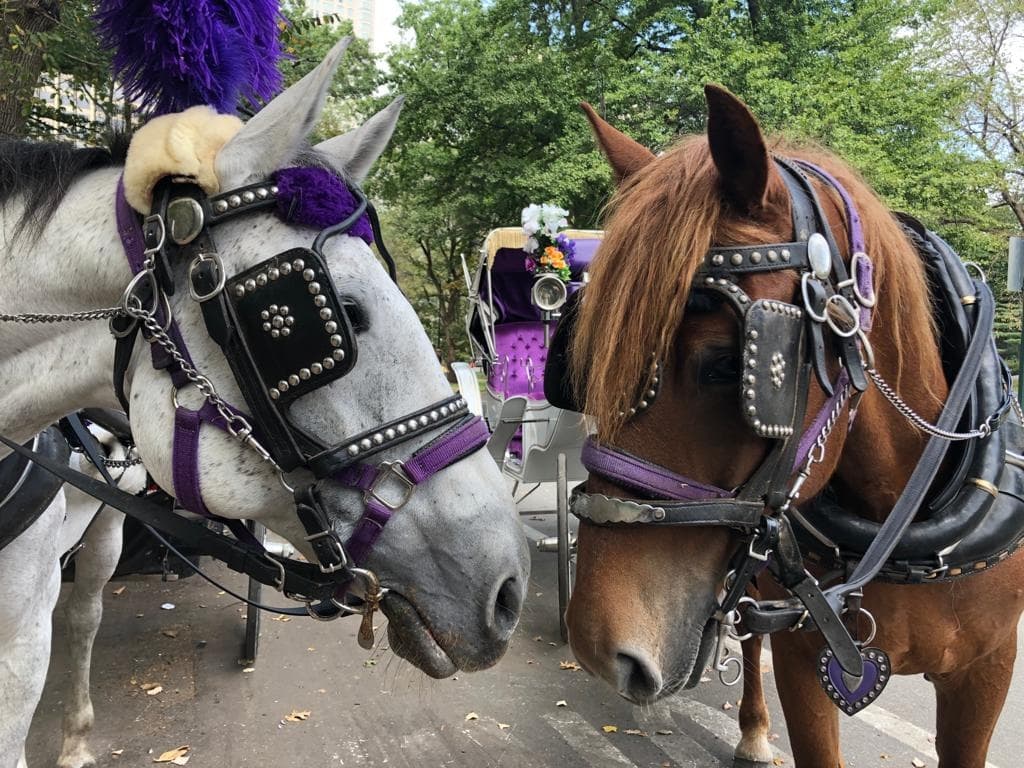 Experience Central Park: VIP Horse Carriage Ride Through New York’s Iconic Urban Oasis