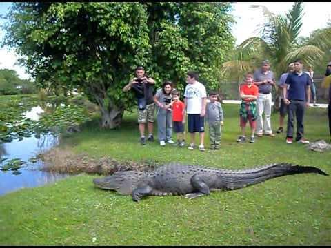 Explore the Everglades: Thrilling Airboat Tours and Wildlife Encounters from Miami Beach