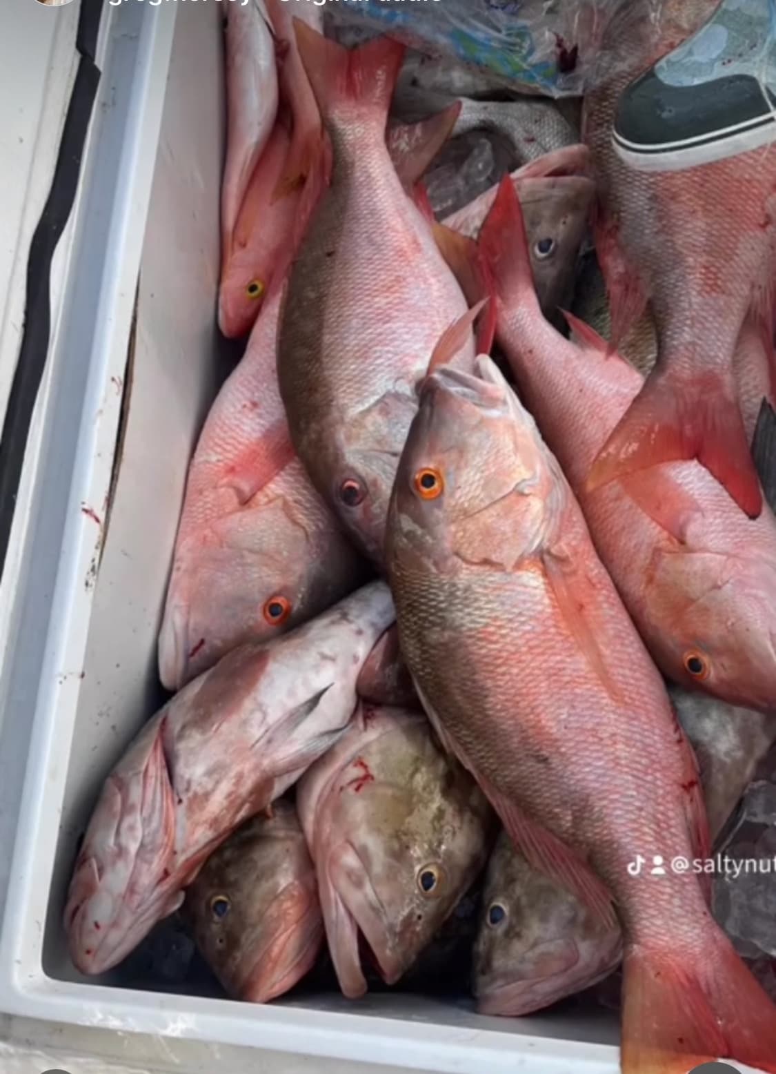 Offshore Fishing Adventure with Salty Nutz Charterz LLC