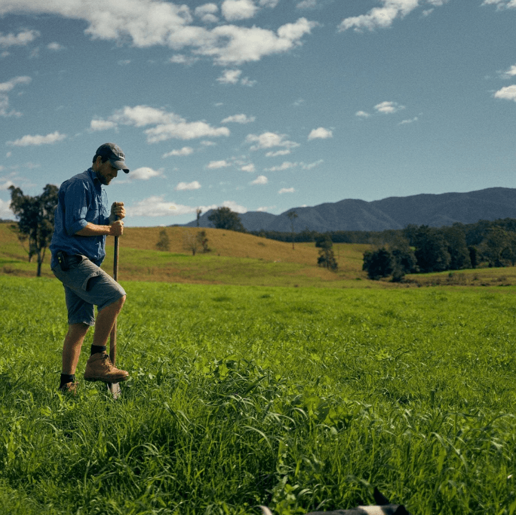 Regenerative Cattle Farming Walk at Leven Vale Farm in Hydes Creek