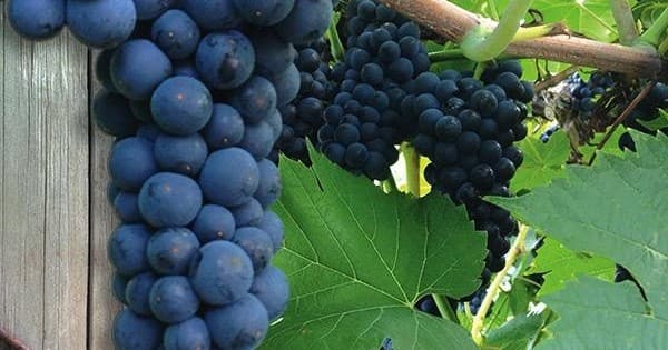 Close-up cluster of dark grapes on vine at Wollersheim vineyard