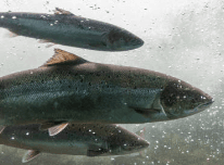 Hooking Giants: 9-Hour Homer Halibut & Multi-Species Charter with Fish the 49th