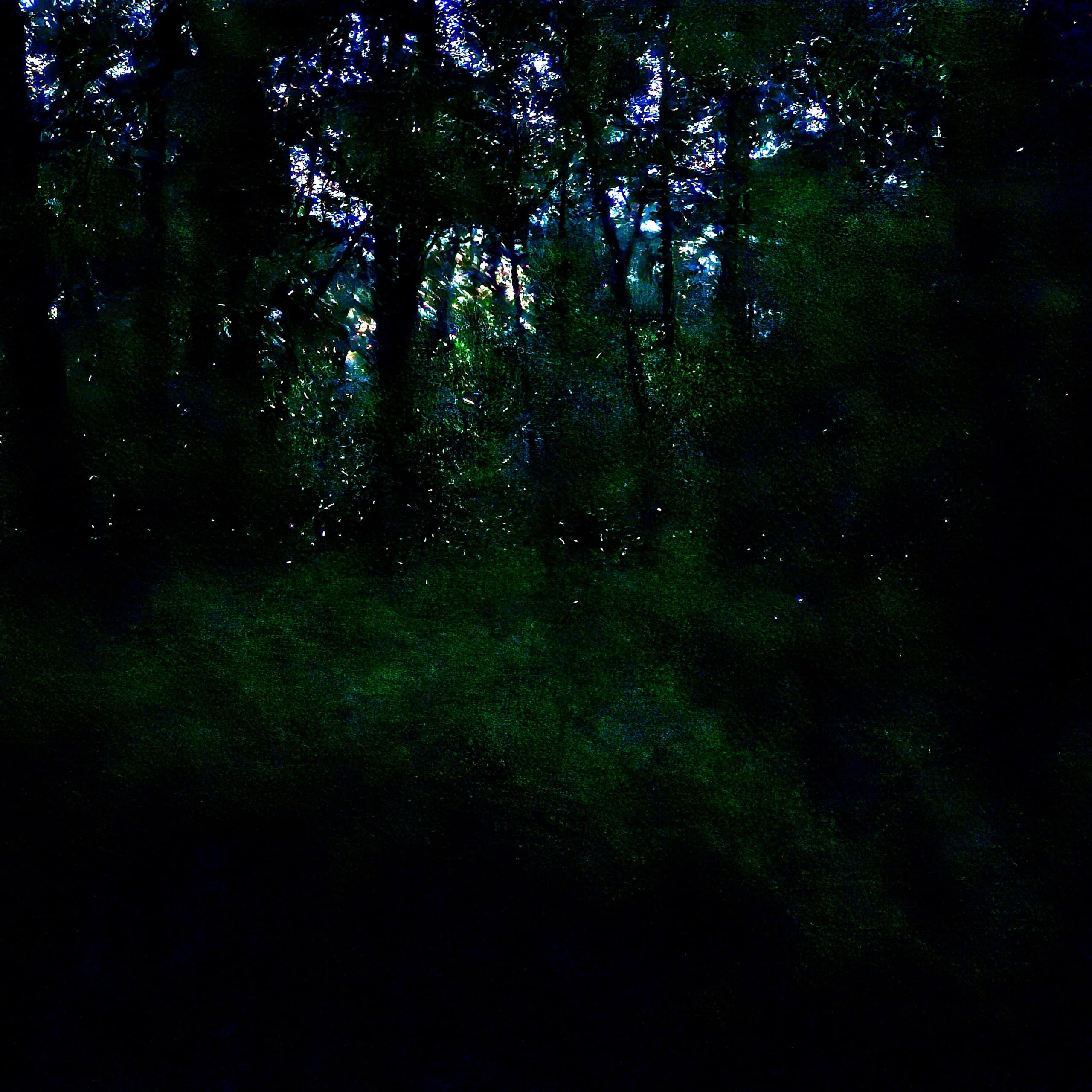 Sunset Blackwater Swamp Paddle with Fireflies Viewing