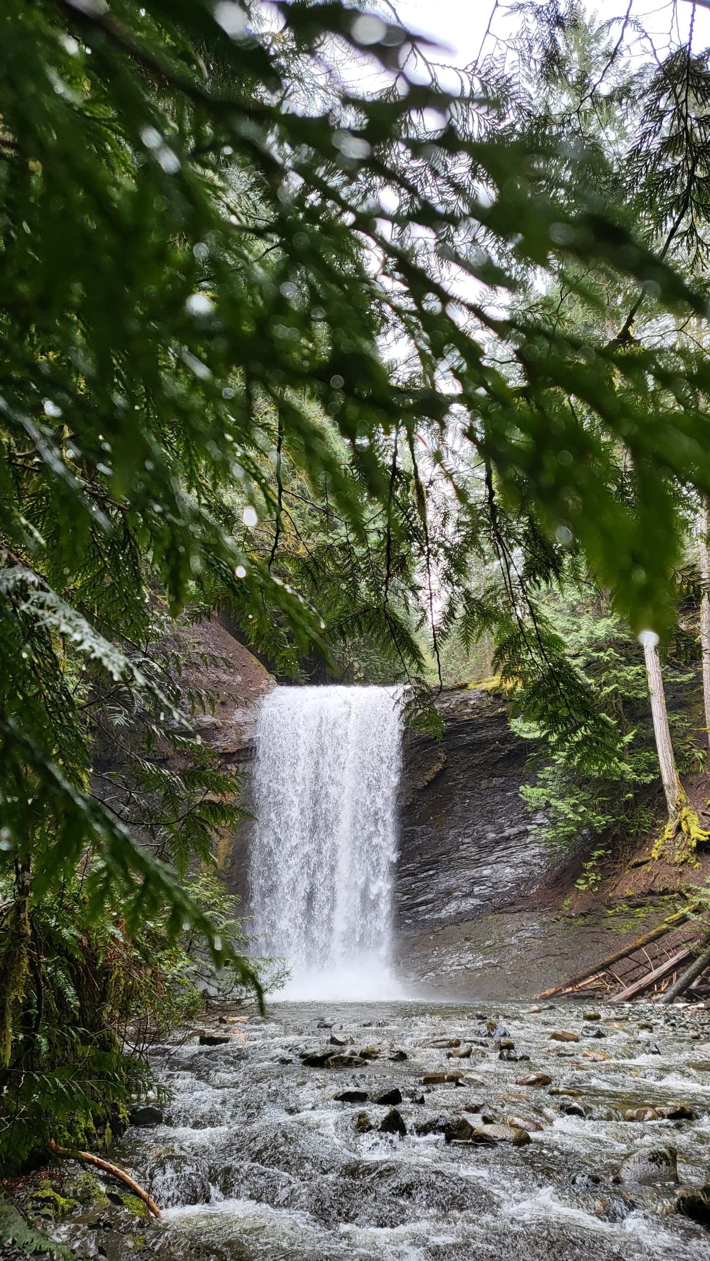 Explore Victoria’s Best Hiking: Discounted Mid Island Tours