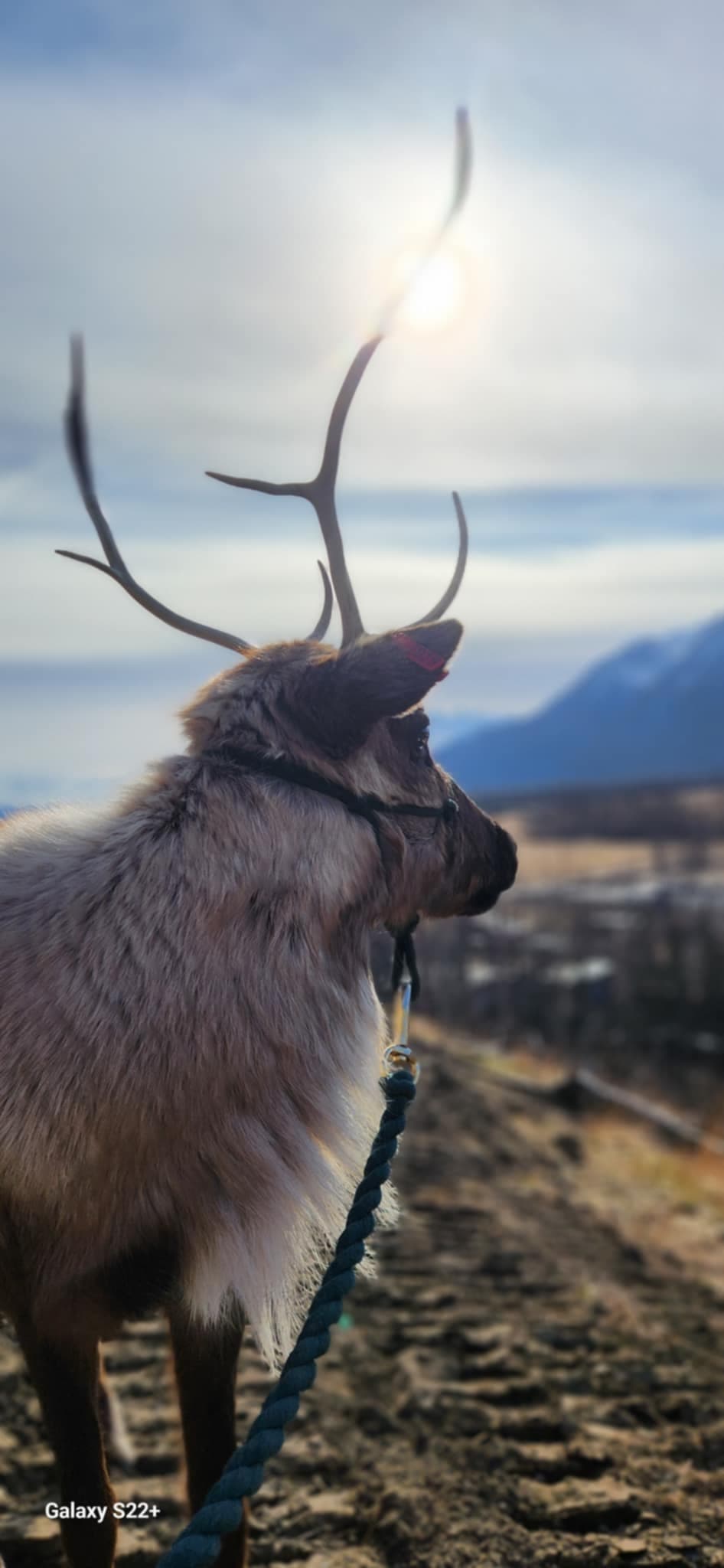 Land Adventures at Reindeer Farm: Unique Hiking Experience in Alaska