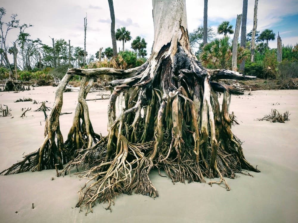 Discover Daufuskie Island Beach Combing: A Serene Coastal Adventure Near Hilton Head