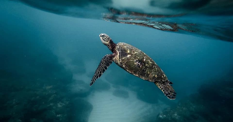Cozumel Speed Boat Diving with Deep Life from Cancún