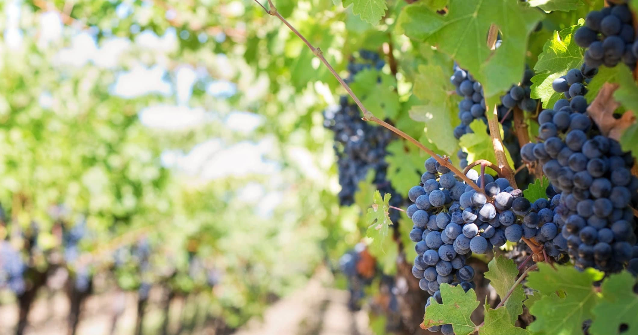 Willamette Valley 5 Hour Private Wine Tour Experience