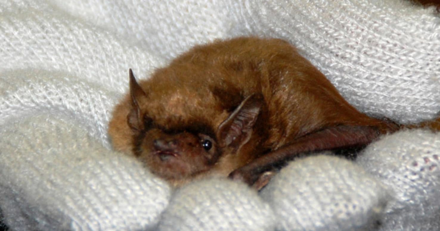Explore Batfest 2025 in Huntingdon, PA: A Unique Wildlife Experience