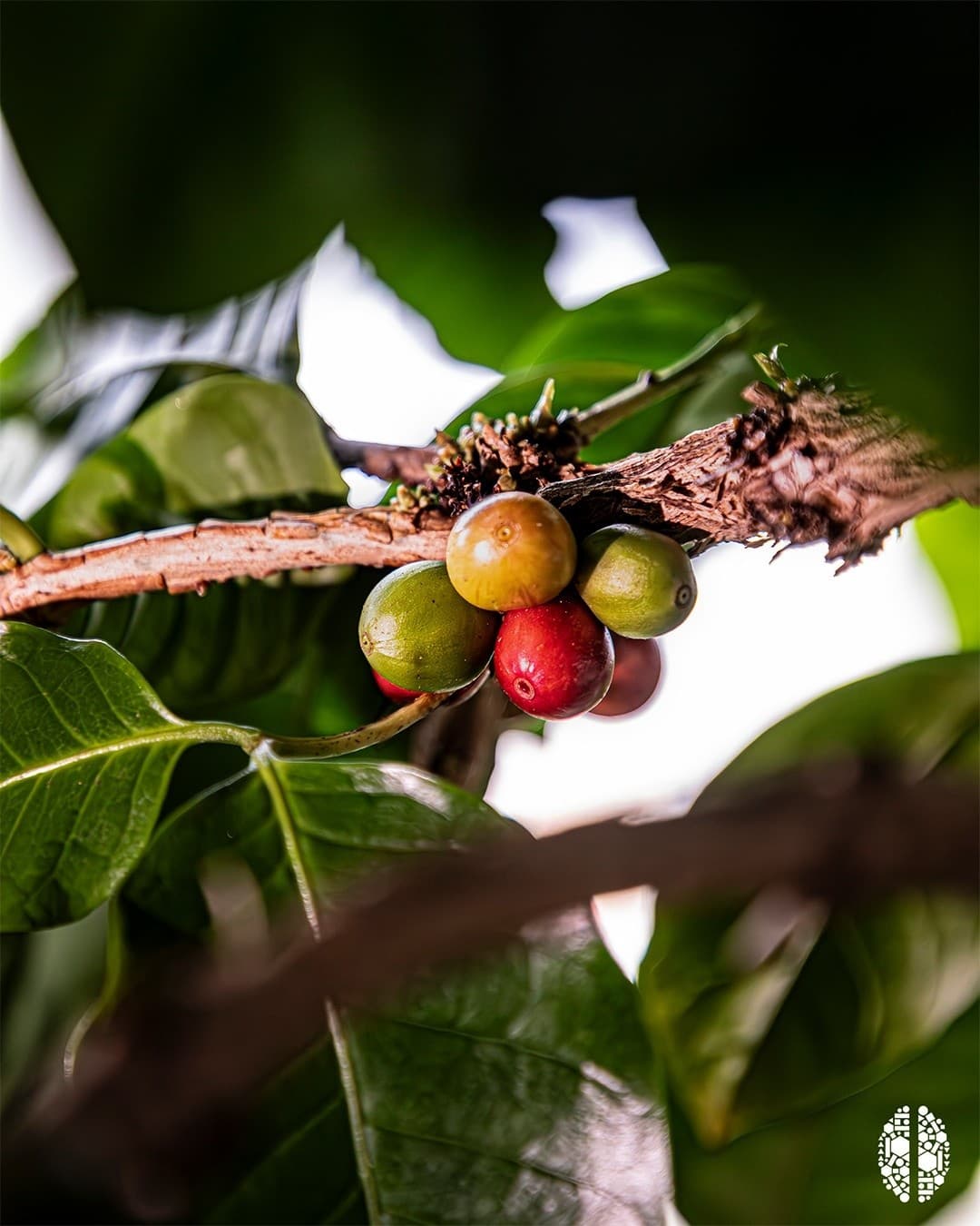 A Coffee-and-Wine Field Lab: Herdade das Argamassas, Campo Maior