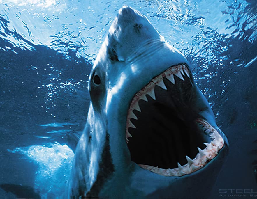 Fishing & Wildlife - Captain Black's Shark Adventure in the Ocean
