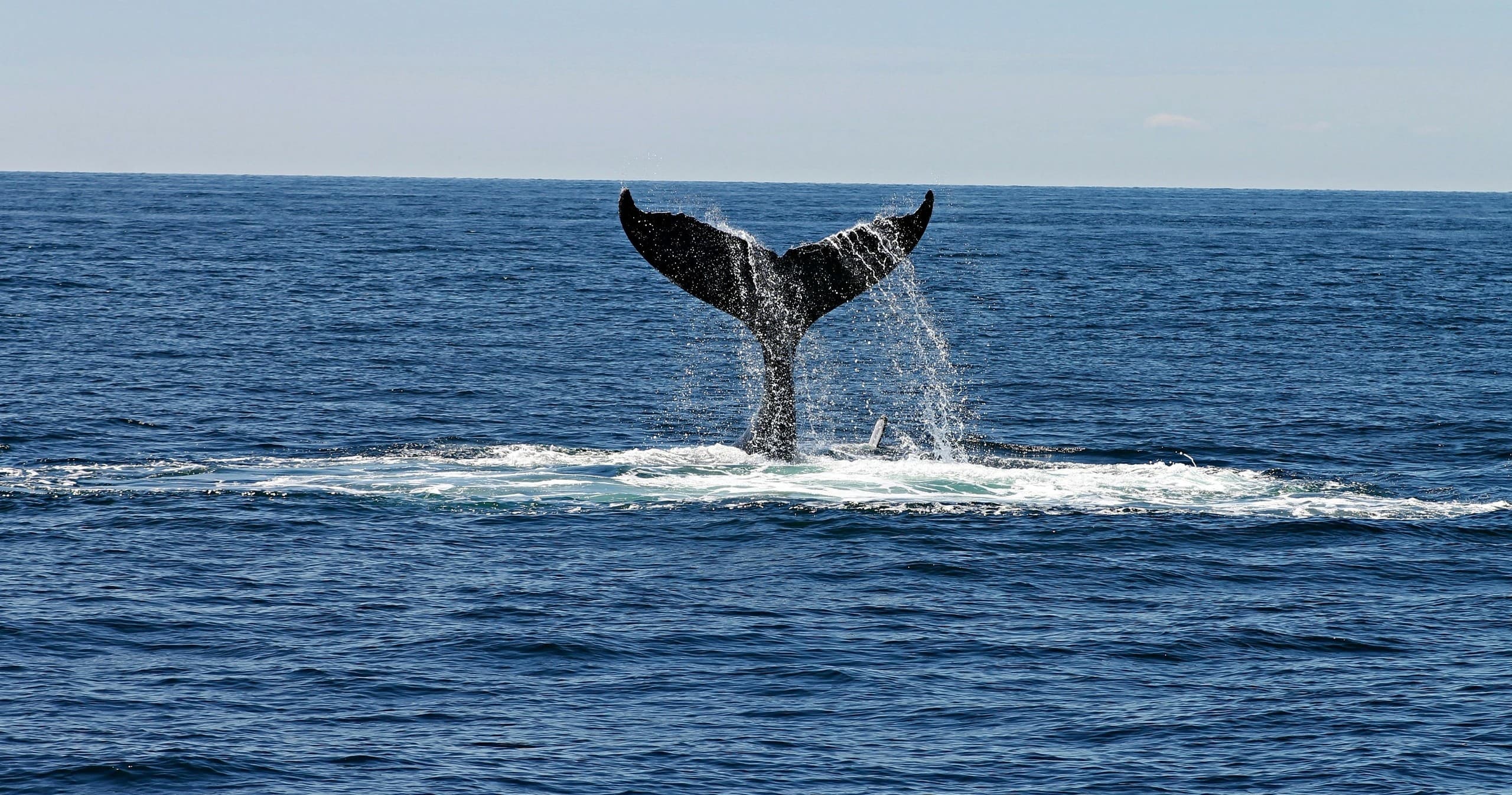Humpback whale tail breaching on open ocean whale-watching tour