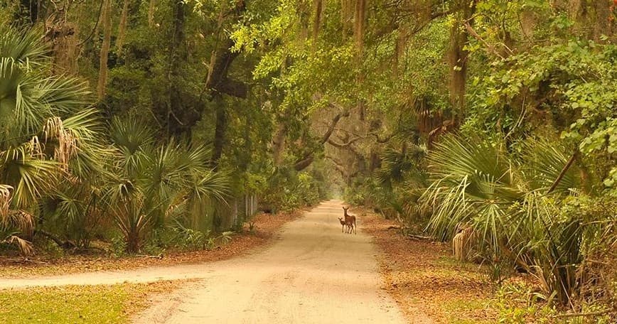Explore Cumberland Island's Rich History on the Lands and Legacies Tour