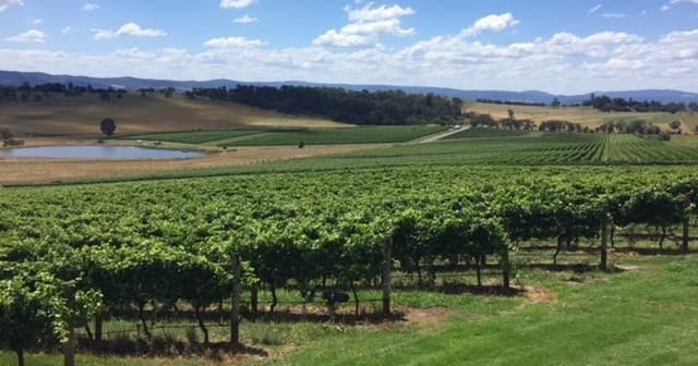 Vineyard rows and rolling hills in Yarra Valley wine country tour