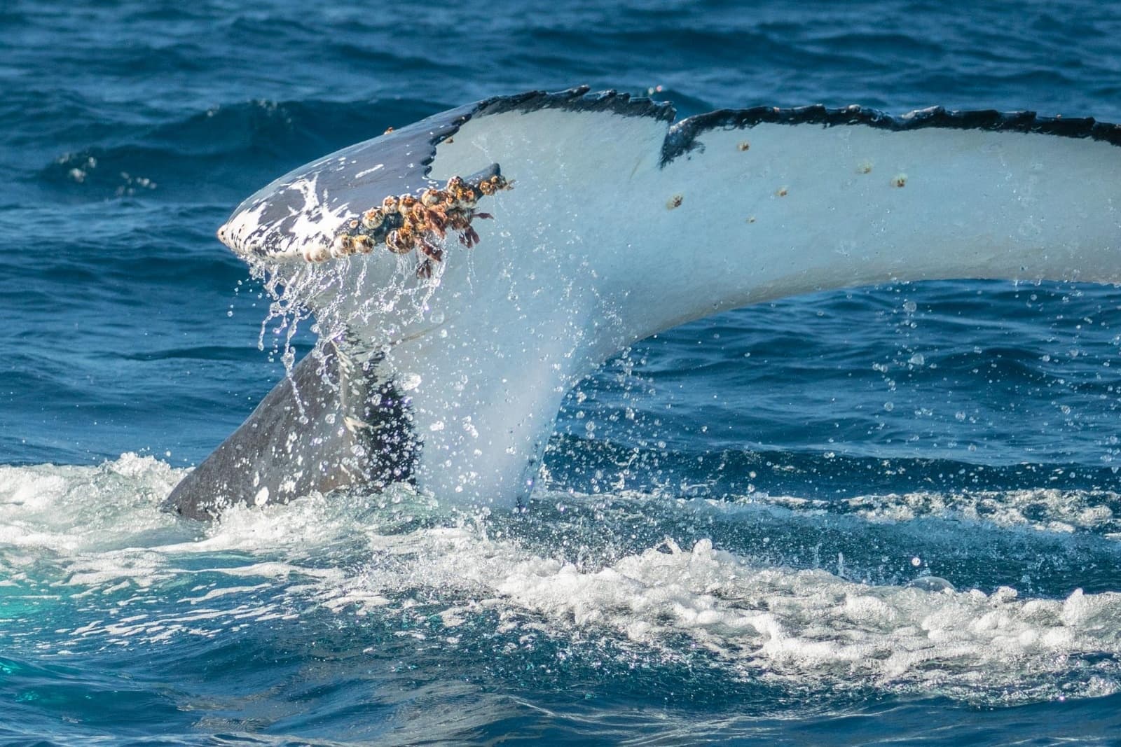 Wildlife & Whale Watching in Sydney Harbour with Sydney Harbour Boat Tours