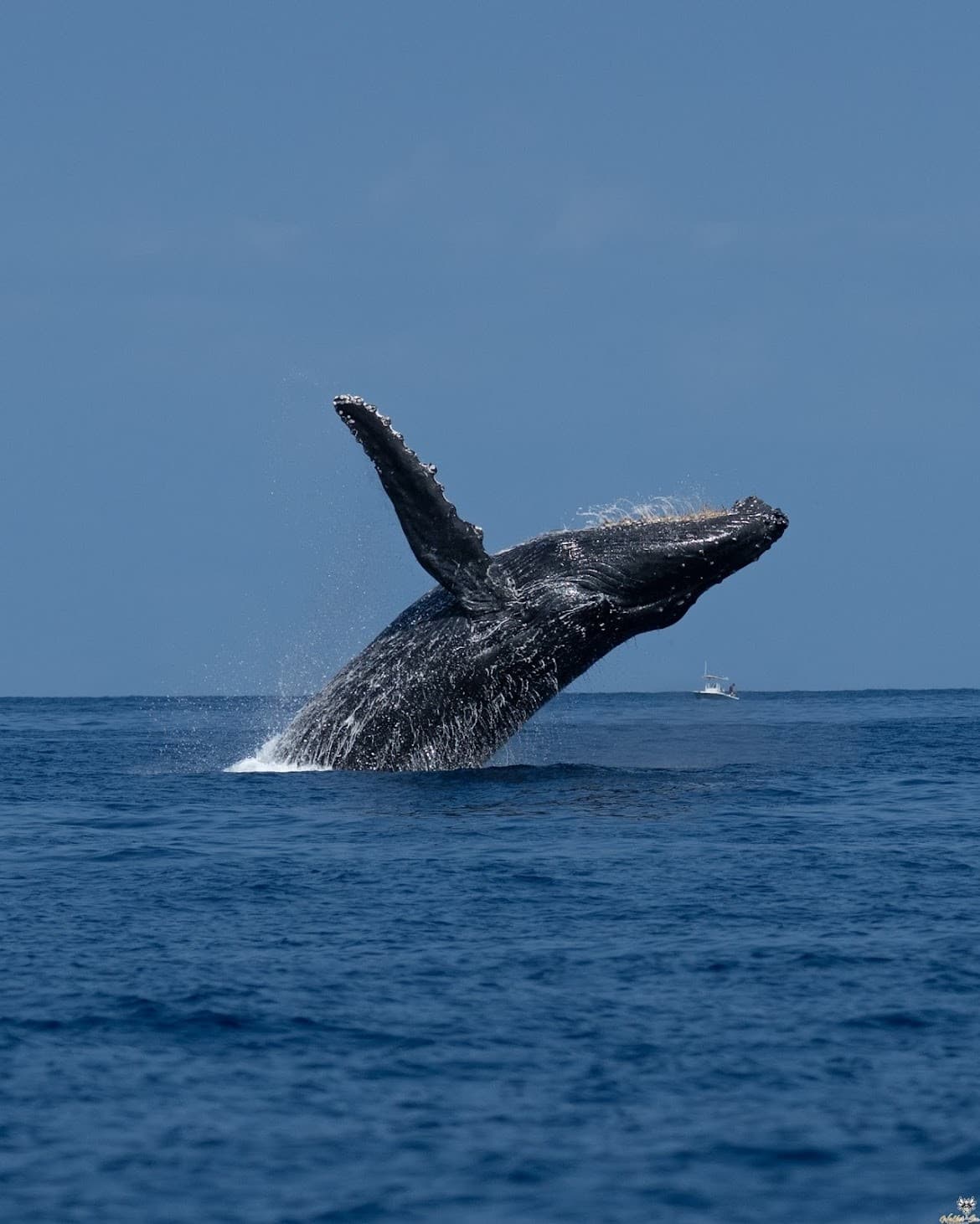 Close Encounters: Small-Group Whale Watching from Kawaihae Harbor photo 3