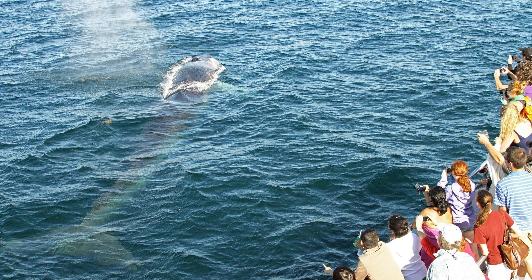 Odyssey Whale Watch team