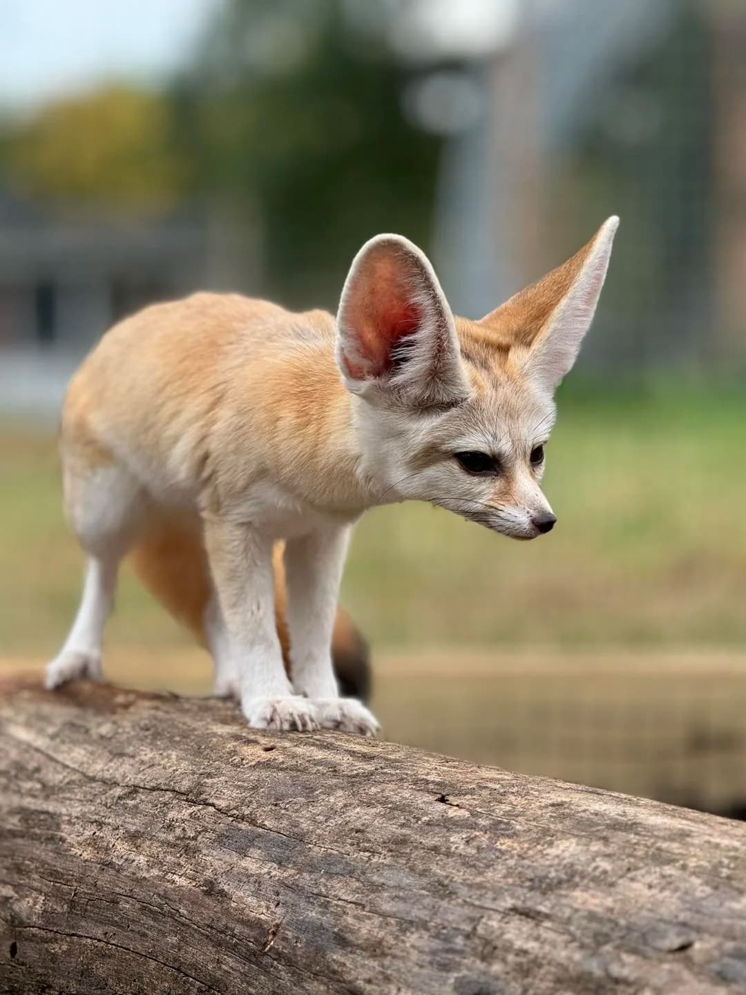 Fox Encounter at Paws and Claws Encounters — Hands-On Wildlife Experience in Bremen, Ohio