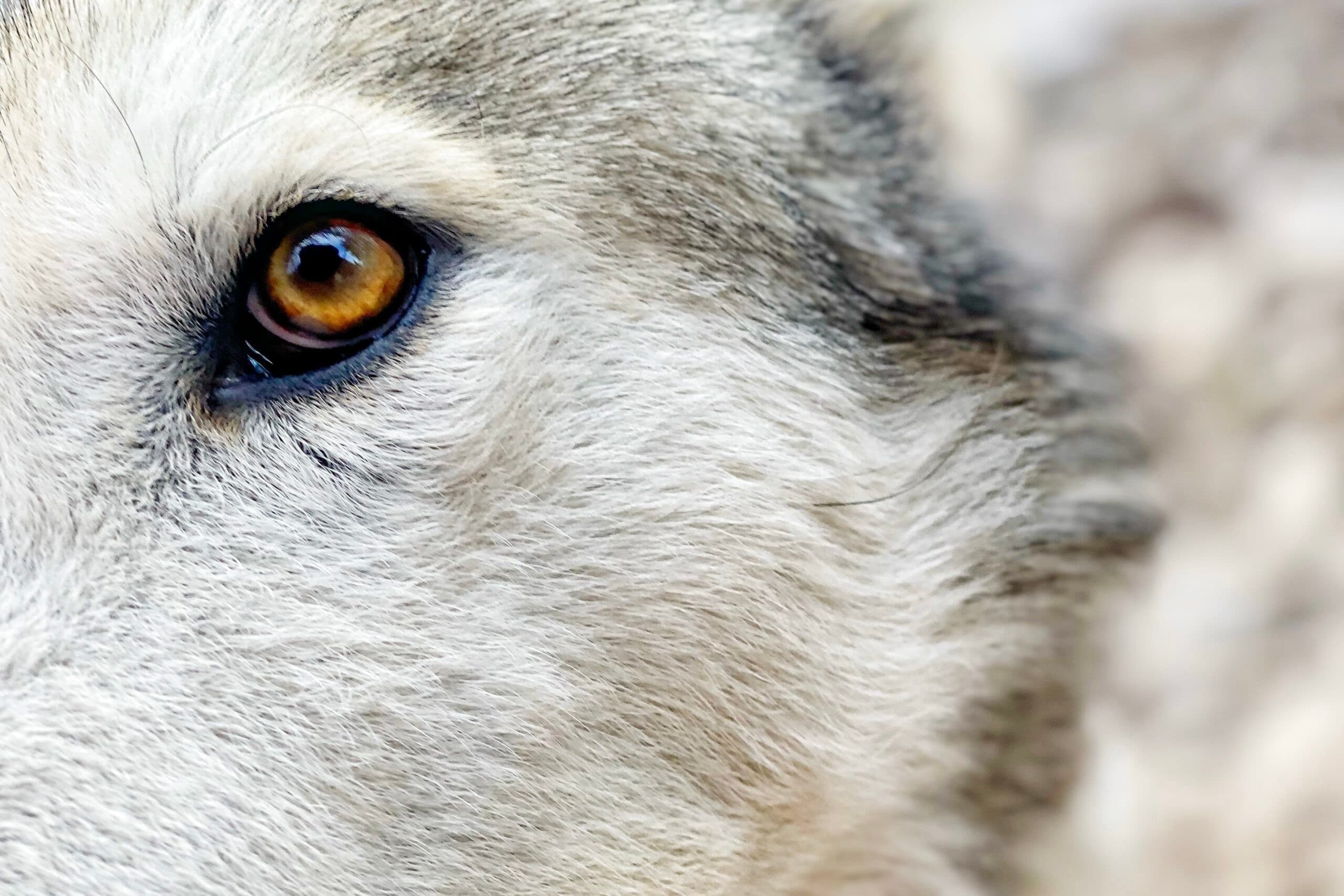 Inside Arctic Wolfland: 3-Hour Wolfdog Hierarchy Tour in Ketola, Lapland
