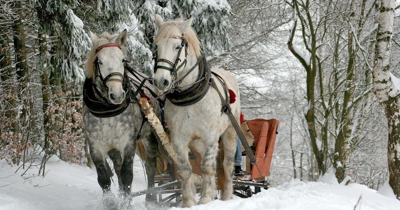 Winter Sleigh Ride with AB Poland Travel near Warsaw