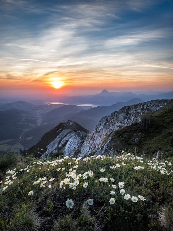 Wildflower-covered alpine slope with dramatic sunset vista