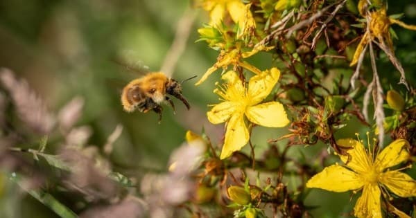 Wildlife & Wine: Bordeaux Château Nature Tour Experience