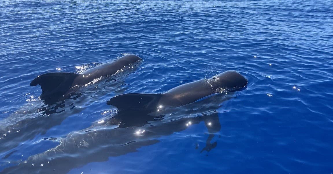 Morning Manta & Whale Adventure: Kona's Ethical Snorkel Experience photo 1