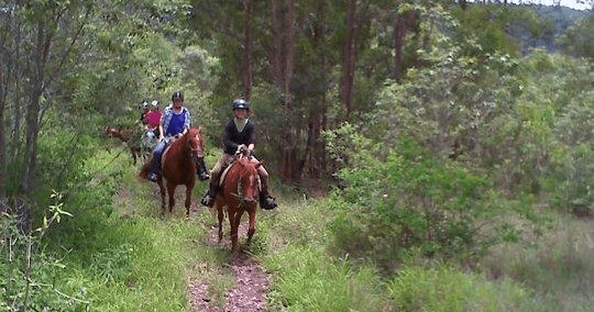 Small group trail riding through eucalyptus forest on narrow track