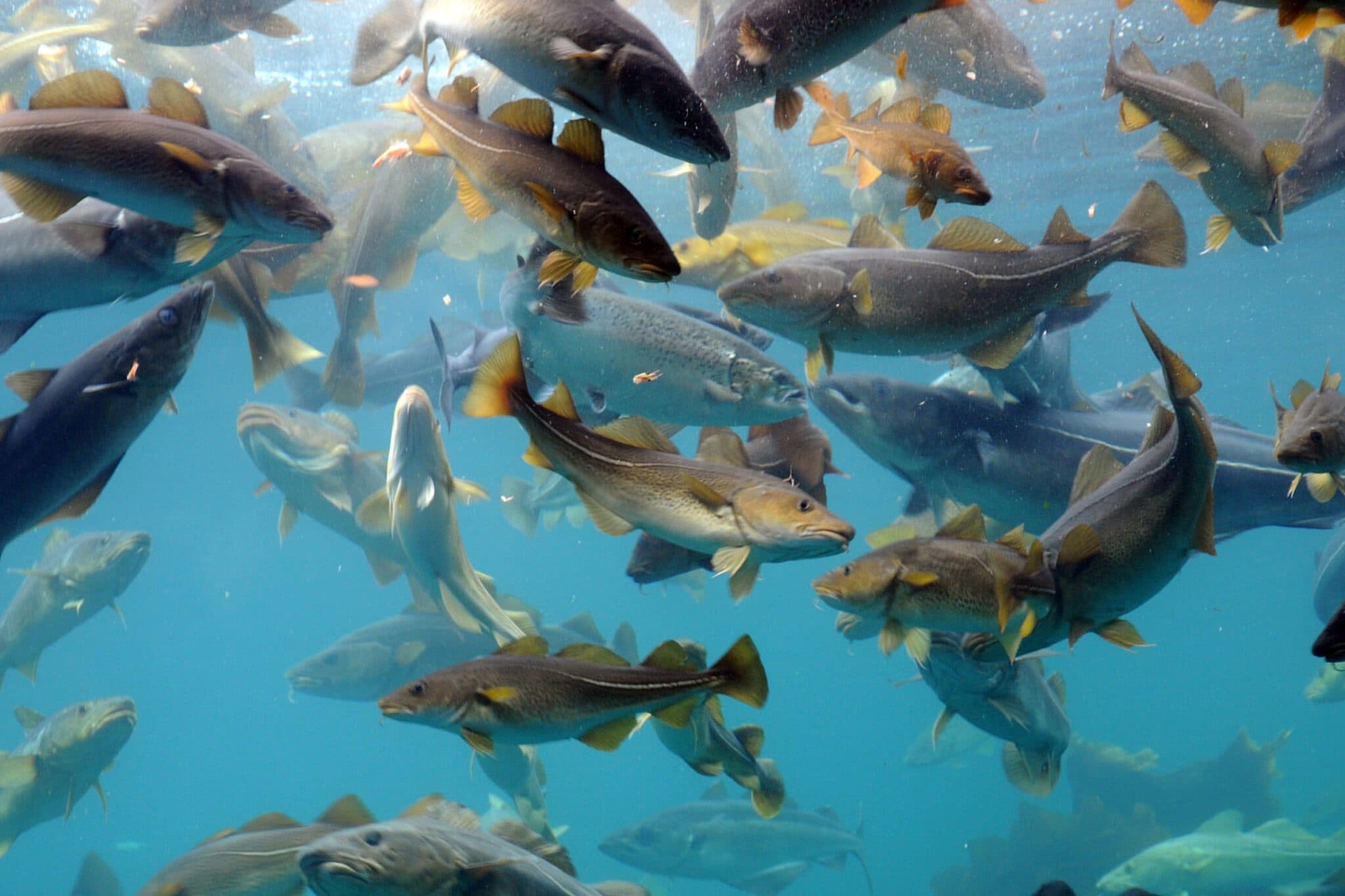 Mevagissey Wreck & Reef Fishing — 4-Hour Charters for Mackerel, Cod and Tope