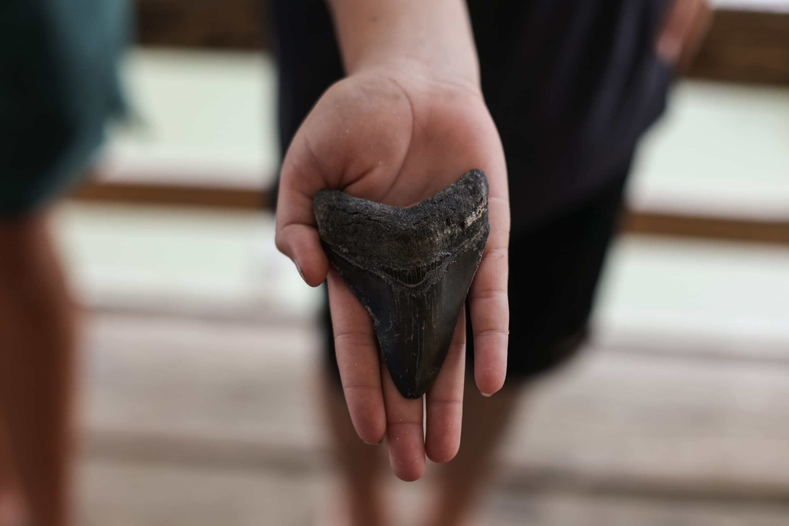 Explore Georgia’s Hidden Fossil Treasure: Private Sharktooth Island Excursion
